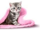 Kedi Maması